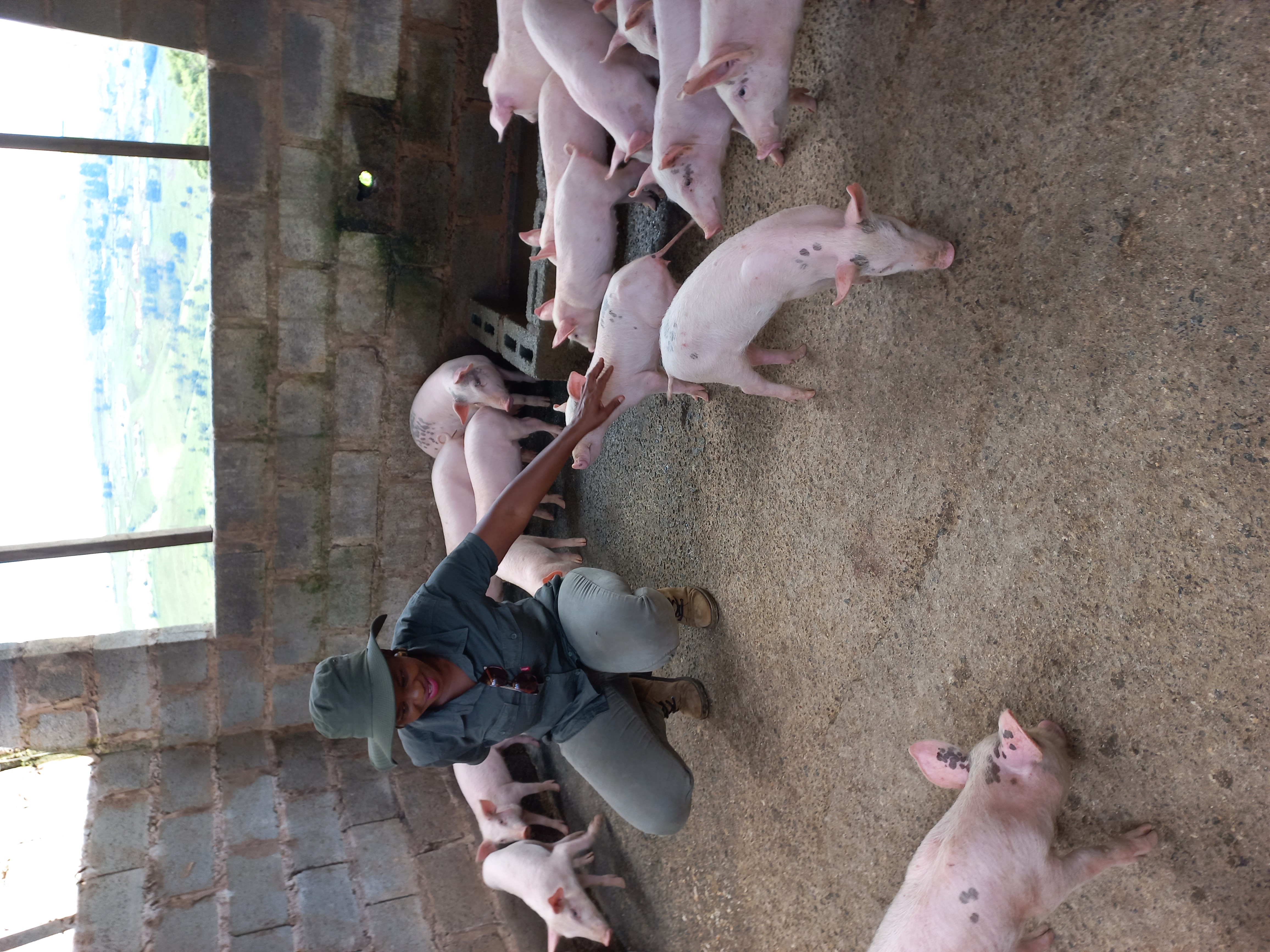 piglets and me